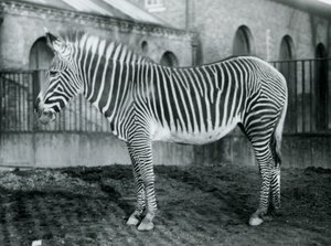 Žena Grevys Zebra, nebo Imperial Zebra, Jennie stojící ve svém výběhu v londýnské zoo, 1927 od Frederick William Bond