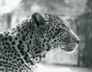 Samice levharta Daisy v londýnské zoo v srpnu 1925 od Frederick William Bond