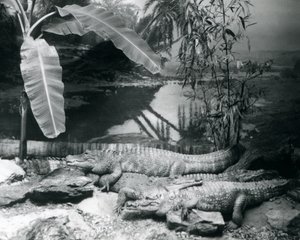 Čtyři aligátoři, v panoramatickém prostředí s banánovníkem, v londýnské zoo v roce 1929 (černobílá fotografie) od Frederick William Bond