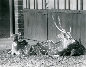 Čtyři jeleni axisové včetně jelena s parohy v londýnské zoo v roce 1924 od Frederick William Bond