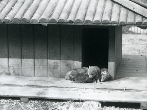 Čtyři kojotí štěňata odpočívající u vchodu do jejich doupěte/dřevěné chovatelské stanice v londýnské zoo od Frederick William Bond
