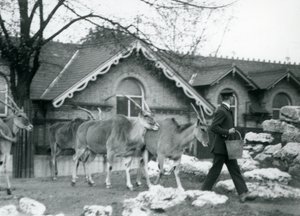 Čtyři losi sledují svého chovatele v době krmení ve výběhu před Antelope House, londýnská zoo, červen 1925 od Frederick William Bond