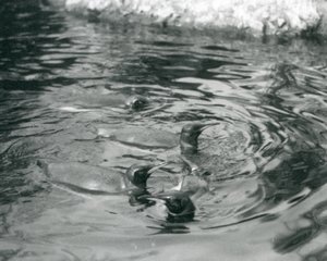 Čtyři tučňáci královští plavou ve svém bazénu v londýnské zoo, červen 1927 od Frederick William Bond