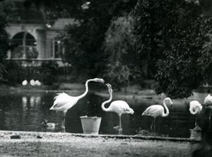Plameňáci větší na jezeře v londýnské zoo v roce 1924 od Frederick William Bond