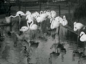 Plameňáci větší na rybníku v londýnské zoo, 1926 od Frederick William Bond