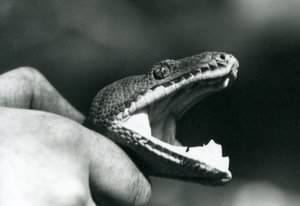 Hlava hroznýše smaragdového stromu, s otevřenou tlamou, drženou za krk, jeho chovatelem, londýnskou zoo od Frederick William Bond