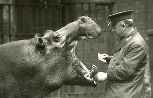 Hroch Bobbie s chovatelem Erniem Bowmanem, Londýnská zoo, 1927 od Frederick William Bond