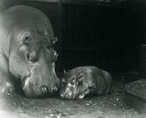 Hrošice Joan se svým mládětem Jimmym v londýnské zoo v březnu 1927 od Frederick William Bond