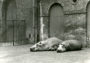 Hroši Bobbie a Joan v londýnské zoo, červenec 1923 (černobílá fotografie) od Frederick William Bond