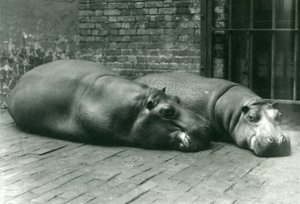 Hroši Bobbie a Joan ležící ve svém výběhu v londýnské zoo, červenec 1923 (černobílá fotografie) od Frederick William Bond