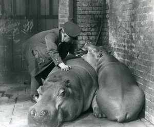 Hroši Joan a Jimmy v londýnské zoo v roce 1927 od Frederick William Bond