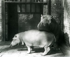 Hroši Joan a Jimmy v londýnské zoo v roce 1927 od Frederick William Bond