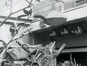 Leguáni, vyhřívající se na větvích, užívající si umělého slunečního světla ve svém výběhu, Londýnská zoo, srpen 1928 (č/b foto) od Frederick William Bond