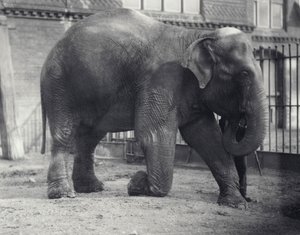 Slon indický, Assam Lukhi, klečící s ošetřovatelem v londýnské zoo, duben 1914 od Frederick William Bond