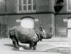 Nosorožec indický Felix stojící na okraji svého bazénu v londýnské zoo v roce 1927 od Frederick William Bond