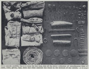 Předměty nalezené v žaludku pštrosa (černobílá fotografie) od Frederick William Bond