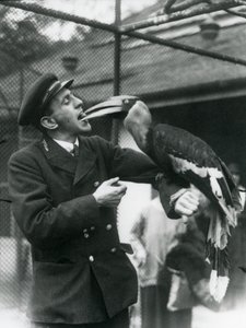 Strážce, T. Raggett krmí zoborožce indického ovocem v ústech. Londýnská zoo 1924 od Frederick William Bond