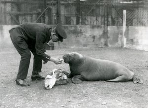 Chovatel, Arthur Chandler, krmí ryby mladému mrožovi, London Zoo, 1924 od Frederick William Bond