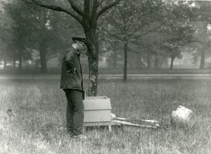 Keeper Brown stěhuje roj včel, Londýnská zoo, červenec 1926 od Frederick William Bond