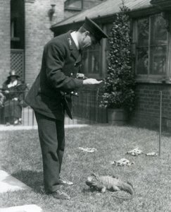 Chovatel Collins na trávníku v londýnské zoo s leguánem skalním na vodítku, londýnská zoo, 1924 od Frederick William Bond