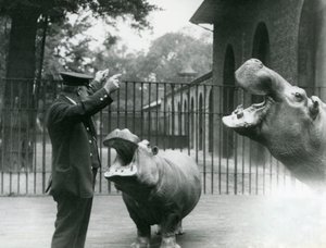 Chovatel Ernie Bowman s hrochy Bobbie a Joan v londýnské zoo, červenec 1923 (černobílá fotografie) od Frederick William Bond