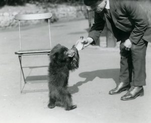 Chovatelská láhev Harry Warwick krmí mládě lenochoda v londýnské zoo, srpen 1921 od Frederick William Bond