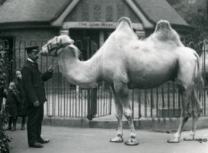 Chovatel W. Styles s dvouhrbým velbloudem před domem lám v londýnské zoo, červenec 1914 od Frederick William Bond