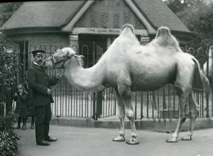 Chovatel W. Styles s dvouhrbým velbloudem před domem lám v londýnské zoo, červenec 1914 od Frederick William Bond