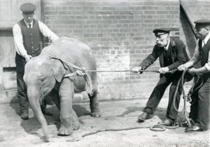 Chovatelé A. Church, Charles Eyles a H. Robertson se snaží vést mládě slona asijského na laně, Londýnská zoo, září 1919 od Frederick William Bond