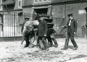 Chovatelé Jack Milbourne, H Robertson a Thomas trénují mladého slona asijského, londýnská zoo, květen 1922 (černobílá fotografie) od Frederick William Bond