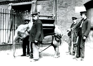 Chovatelé Jack Milbourne, H Robertson a Thomas trénují mladého slona asijského, londýnská zoo, květen 1922 (černobílá fotografie) od Frederick William Bond