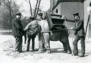 Chovatelé Jack Milbourne, H Robertson a Thomas trénují mladého slona asijského, londýnská zoo, květen 1922 (černobílá fotografie) od Frederick William Bond