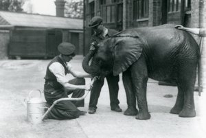 Chovatelé pomáhají mladému samci slona afrického Kiberenge pít z hadice, která byla připevněna ke konvi, Londýnská zoo, červenec 1924 od Frederick William Bond