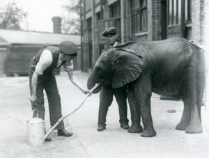 Chovatelé pomáhají mladému samci slona afrického Kiberenge pít z hadice, která byla připevněna ke konvi, Londýnská zoo, červenec 1924 od Frederick William Bond