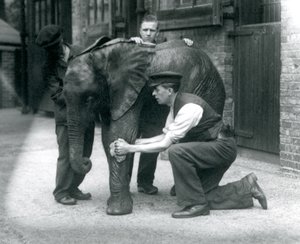 Chovatelé namazali kůži mladého samce slona afrického Kiberenge, londýnská zoo, červenec 1924 od Frederick William Bond