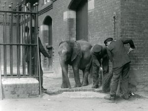 Ošetřovatelé s mladým samcem slona afrického Kiberenge, Londýnská zoo, 1924 od Frederick William Bond