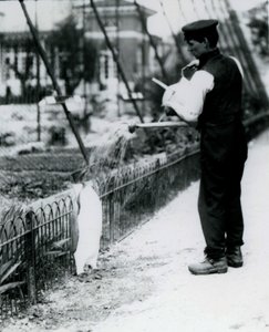 Tučňáka krále osprchoval chovatel Harry Munro konvem v londýnské zoo v květnu 1914. Munro byl zabit v první světové válce poté, co sloužil v armádě, ve vzducholodí a na protisubmě od Frederick William Bond