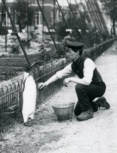 Tučňák krále, kterého chovatel Harry Munro umyl houbou v londýnské zoo v květnu 1914. Munro byl zabit v první světové válce poté, co sloužil v armádě, ve vzducholodí a na protiponorkovém plácnutí od Frederick William Bond