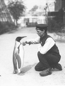 King Penguin, s chovatelem Harry Munro, 1914 od Frederick William Bond