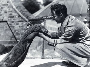 Varan komodský Sumbawa s chovatelem H. Alecem Buddem, 1928 od Frederick William Bond