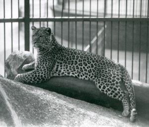 Leopard Rex ležící na kládě ve svém výběhu v londýnské zoo v červenci 1925 od Frederick William Bond