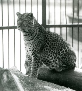 Leopard Rex sedí na kládě ve svém výběhu v londýnské zoo v červnu 1925 od Frederick William Bond