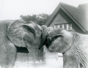 Samec slona afrického Kiberenge a samice slona afrického Hango se v říjnu 1927 zdraví uzlováním chobotů v londýnské zoo. Kiberenge daroval londýnské zoo H.E. Sir Horace Byatt od Frederick William Bond