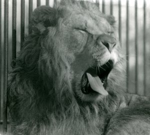 Lví samec Abdullah zívá ve svém výběhu v londýnské zoo v roce 1925. od Frederick William Bond