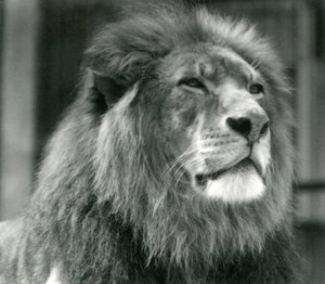 Samec lva Kuja v londýnské zoo v srpnu 1924 od Frederick William Bond