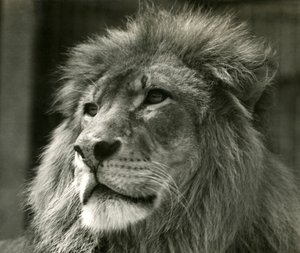 Samec lva Kuja v londýnské zoo v srpnu 1924