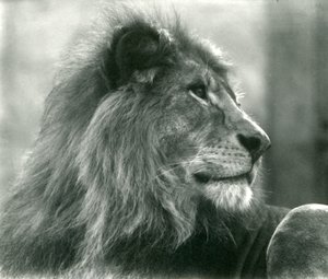 Samec Lion Kuja v londýnské zoo v lednu 1925 od Frederick William Bond