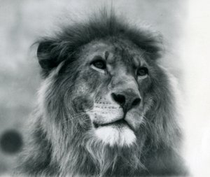 Samec Lion Kuja v londýnské zoo v lednu 1925 od Frederick William Bond