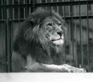 Samec lva Kuja ležící ve svém výběhu v londýnské zoo v lednu 1925 od Frederick William Bond