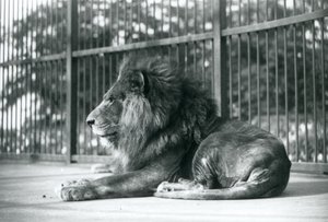 Samec Lion Toto ležící ve svém výběhu v londýnské zoo v září 1927 od Frederick William Bond